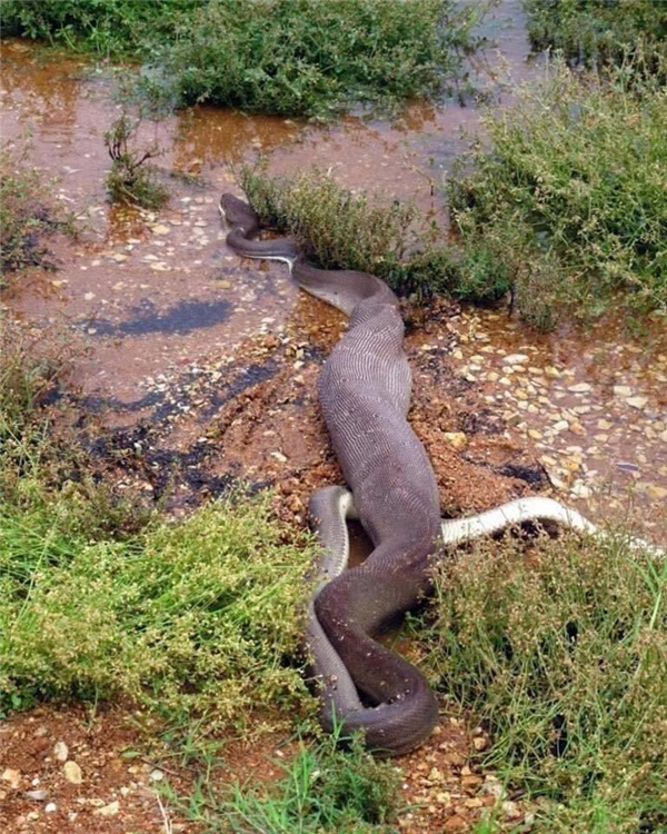 巨蟒吞食鱷魚(yú)：澳大利亞一巨蟒吞食整條鱷魚(yú)