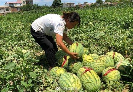 2000個(gè)西瓜被砍爛 給兒交學(xué)費(fèi)給老人看病的錢全沒了